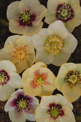 Helleborus�x hybridus `Winter Jewel Golden Sunrise